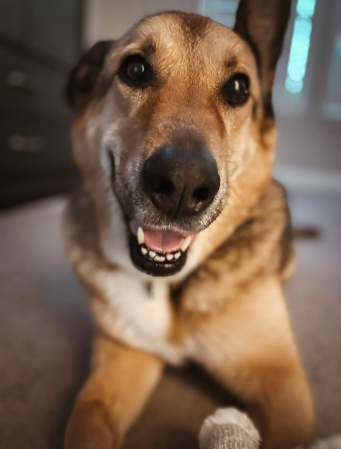 Sadie, shop dog